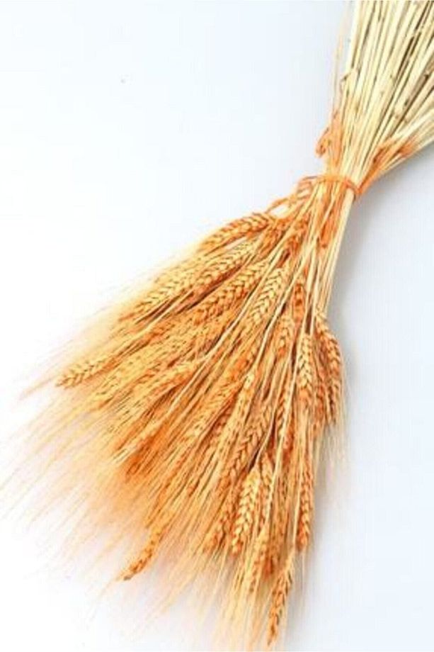 Kuru Çiçek Doğal Başak Buğday Başağı 45 Cm - 1 Demet Natural - 2