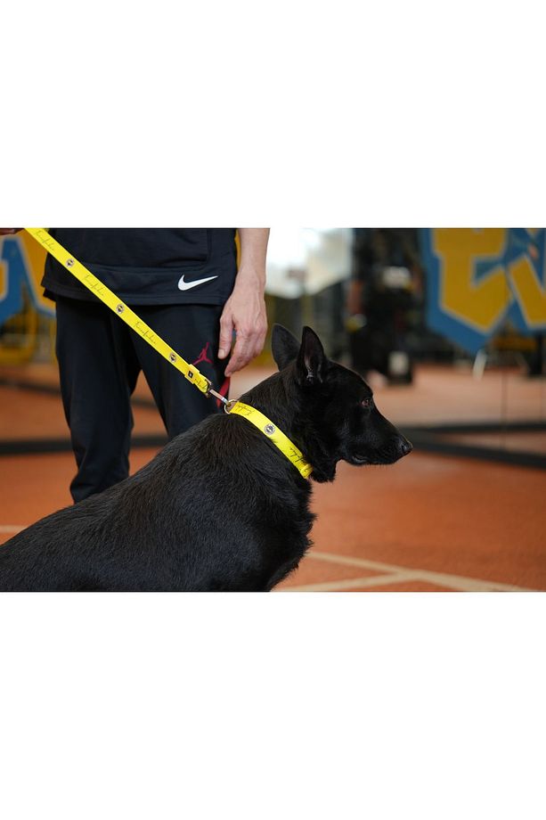 , Fenerbahçe Lisanslı Köpek Gezdirme Tasması, Köpek Gezdirme Kayışı - 3