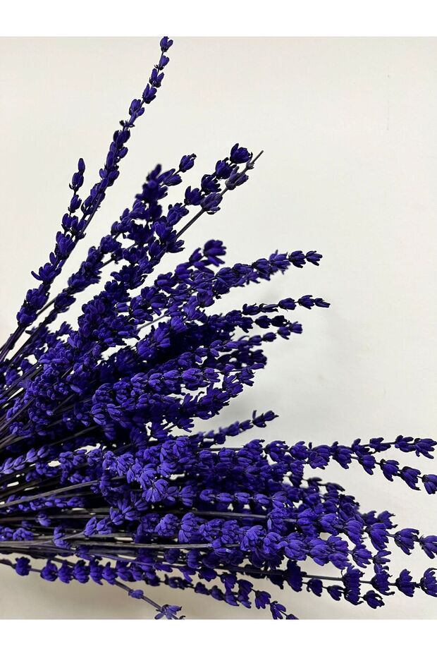 ŞOKLANMIS MOR LAVANTA - 5