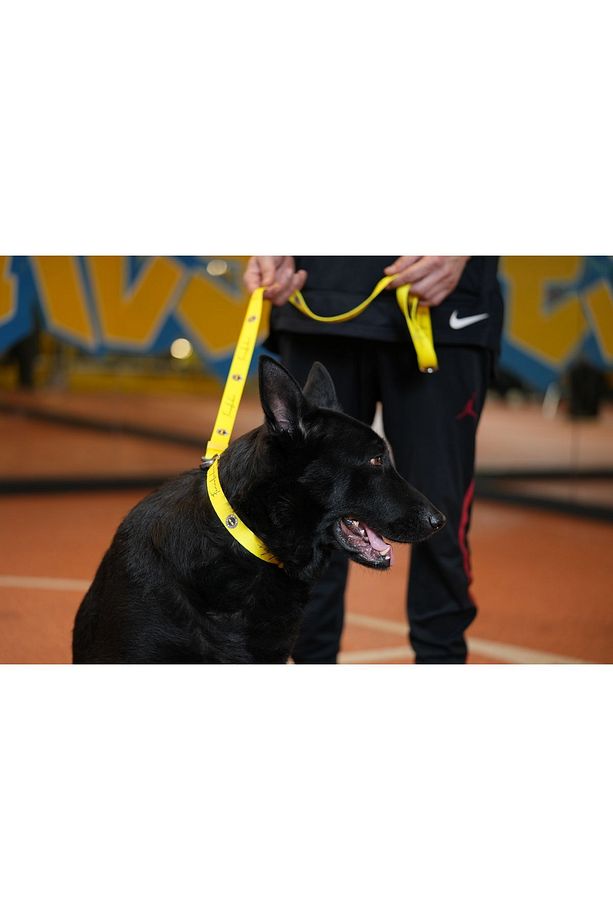 , Fenerbahçe Lisanslı Köpek Gezdirme Tasması, Köpek Gezdirme Kayışı - 2