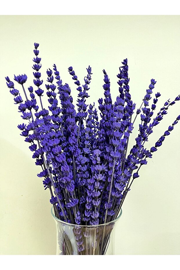 ŞOKLANMIS MOR LAVANTA - 1