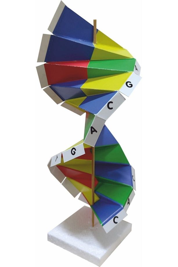 Karton Dna Sarmalı Modeli - 3