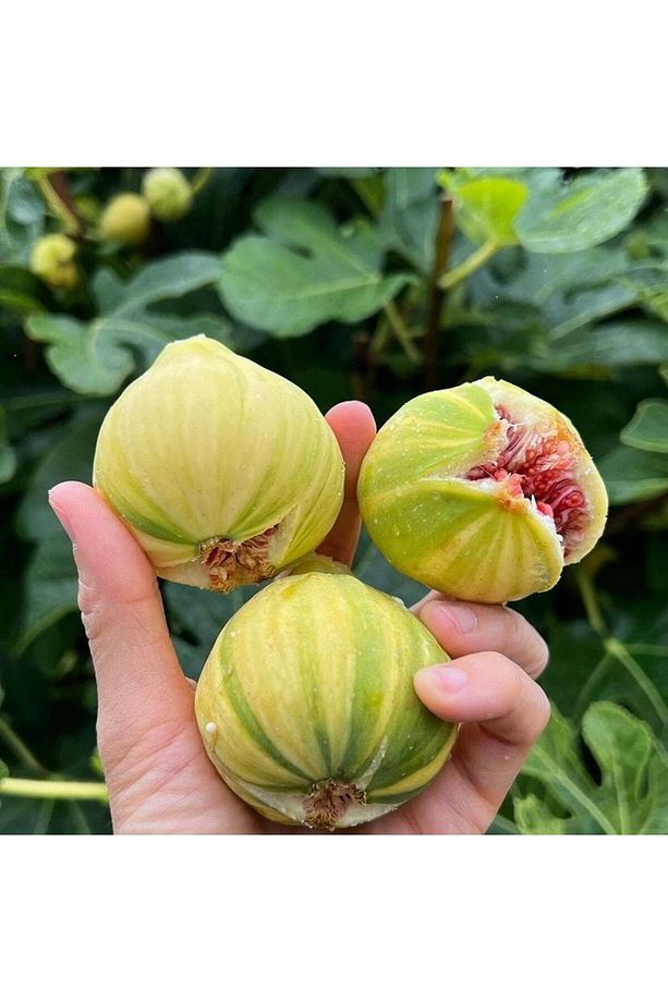 Tüplü Iri Meyveli Çilek Aromalı Tiger Fig Incir Fidanı - 1