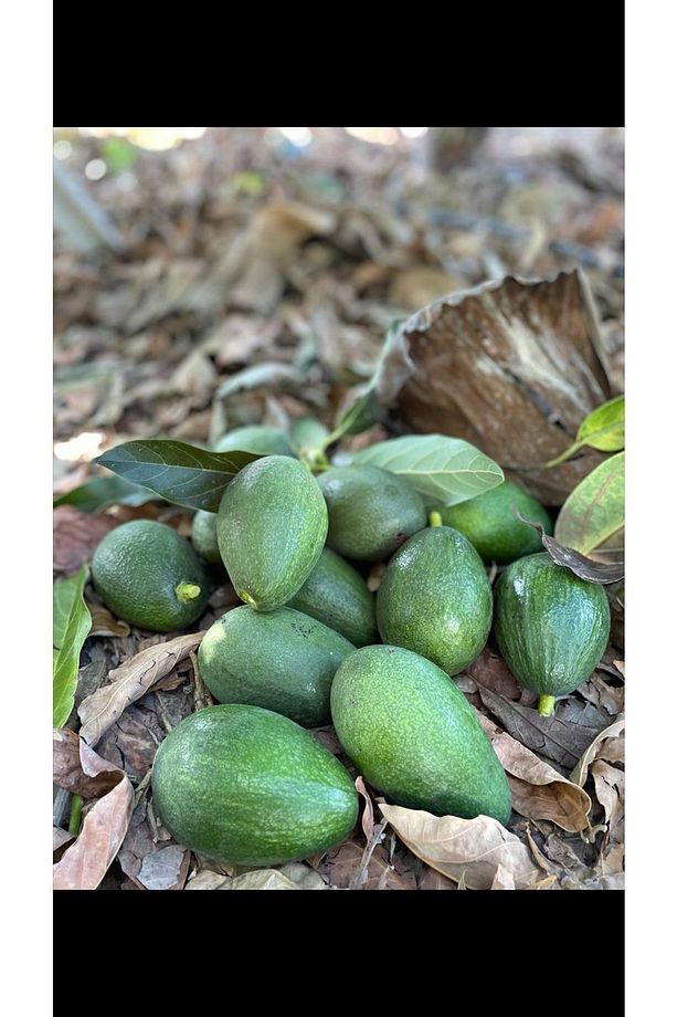 20 Adet Avokado - 1