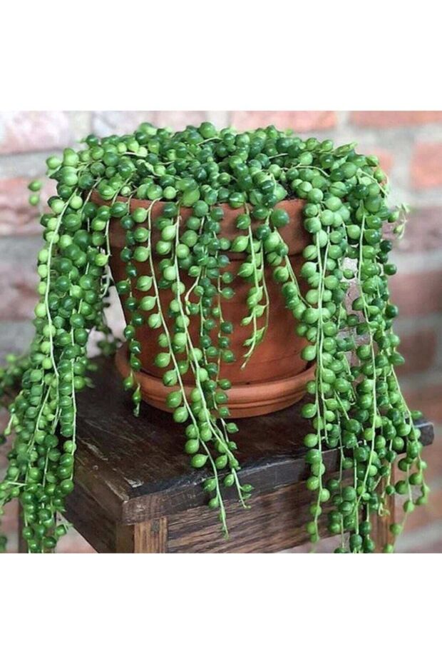 Tesbih Çiçeği ( Askılı Saksıda ) - 1