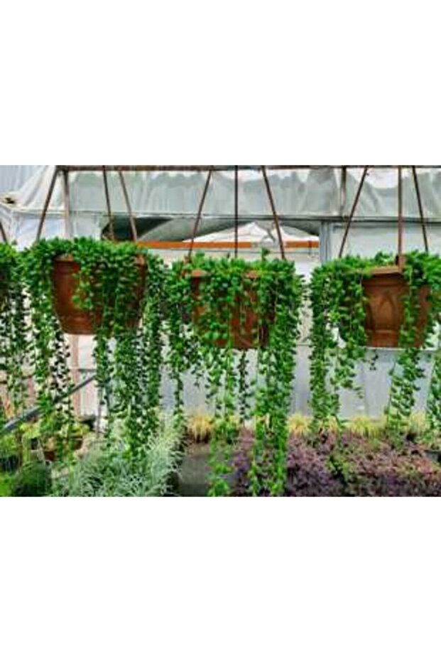 Tesbih Çiçeği ( Askılı Saksıda ) - 2