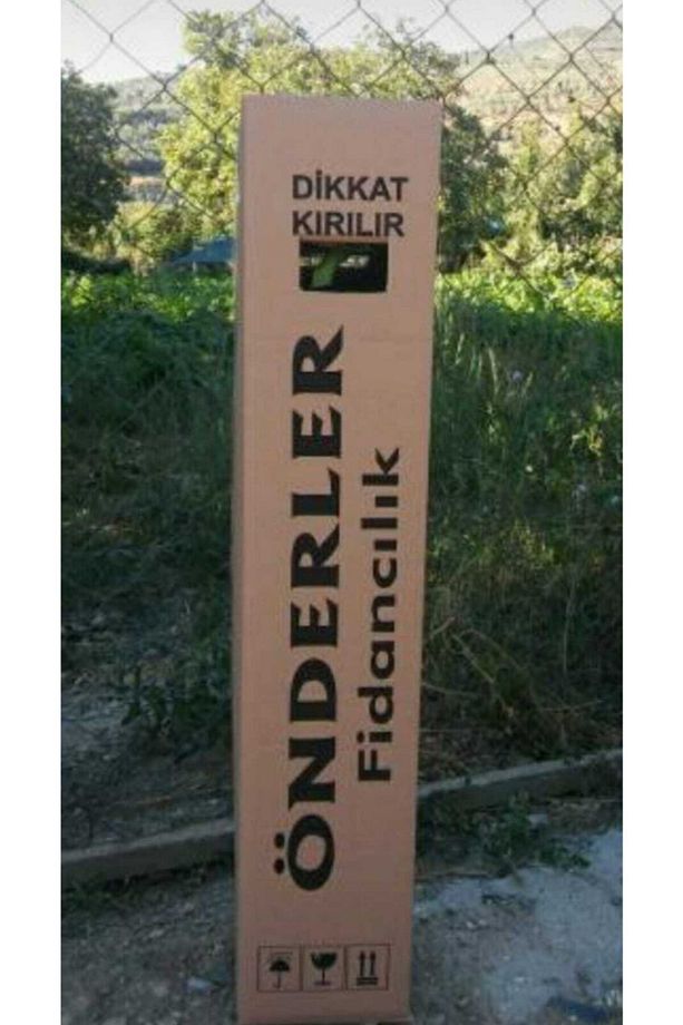 Pembe Zakkum Çiceği - 3