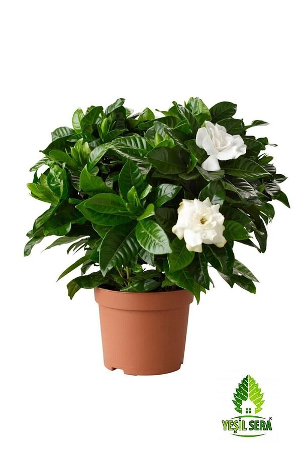 Gardenya Çiçeği Gardenia Jasminoides 13 Cm Saksıda Ev Bitkisi Ofis Bitkisi Salon Bitkisi - 1
