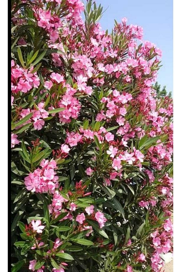 Pembe Zakkum Çiceği - 2