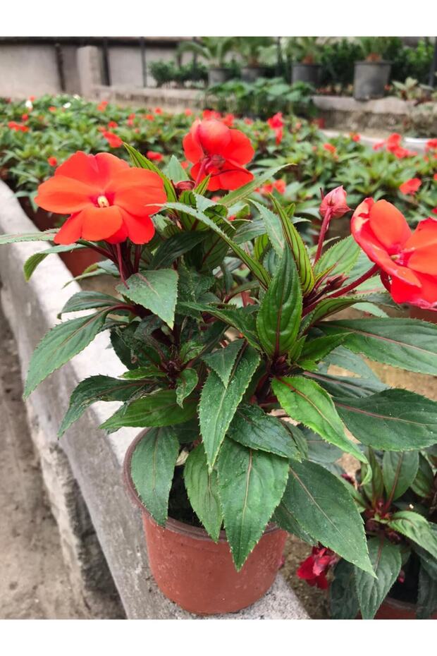 Rozet - Pervane Çiçeği - 1