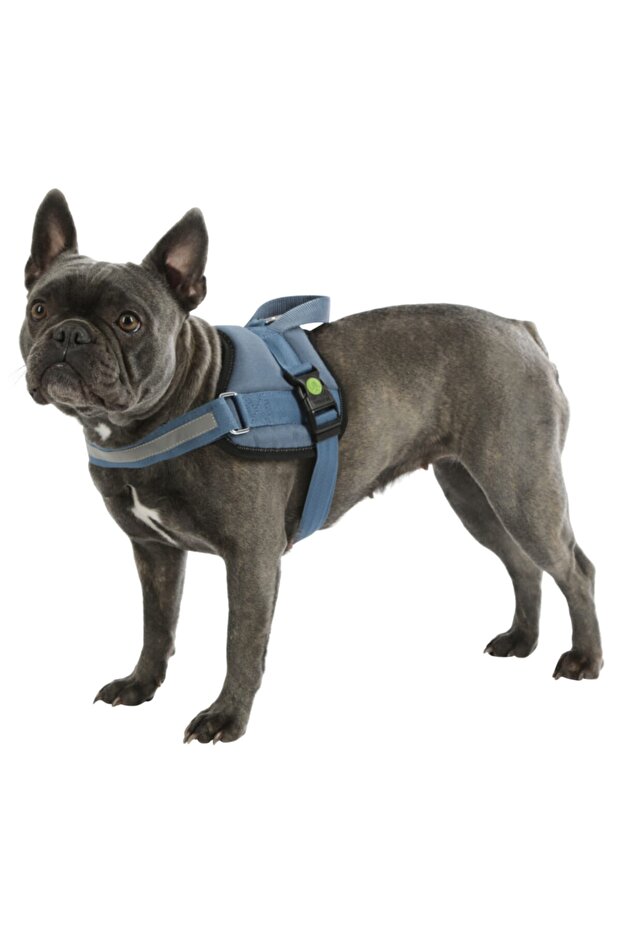 Waist Dog Collar Maestro 2.0 - S 45-60 Cm X 15 Mm