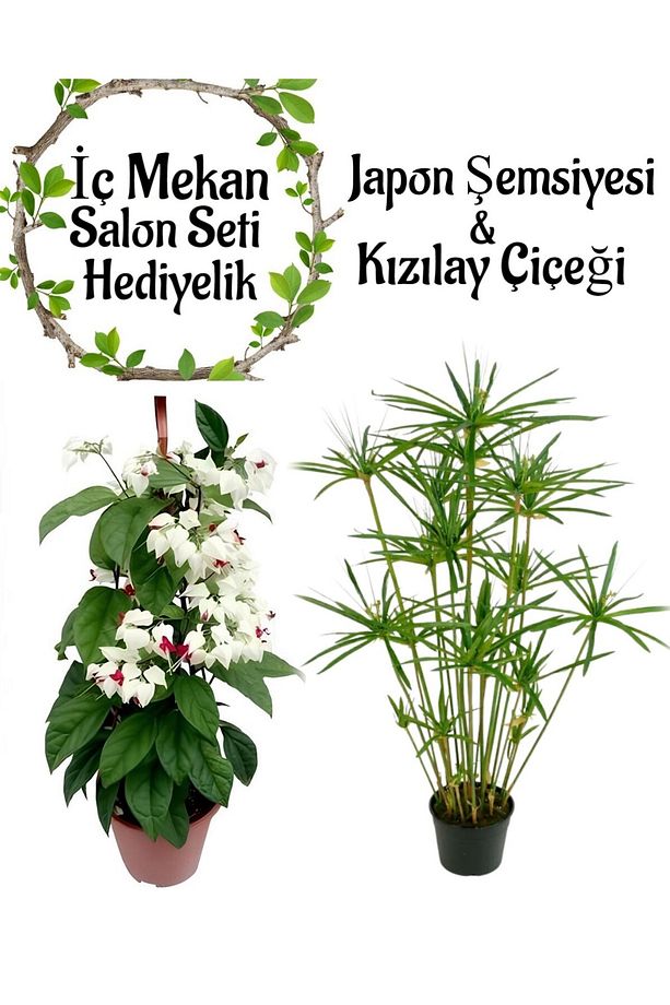 Japon Şemsiyesi (40-60cm)1 Adet Saksılı+Kızılay Çiçeği 1 Adet Saksılı Salon Seti - 1