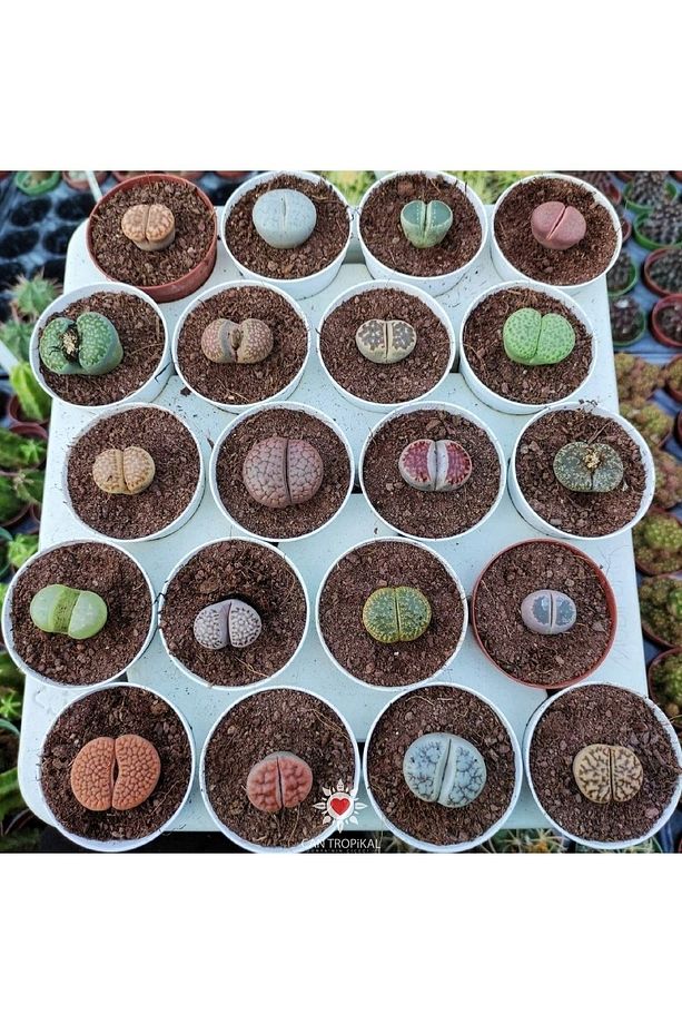 Lithops 10 Farklı Yaşayan Taş Seti. Taş Kaktüs Sukulent Mesemb - 2