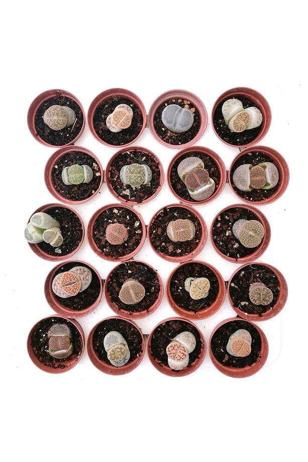 Lithops 6 Farklı Yaşayan Taş Seti. Taş Kaktüs Sukulent Mesemb - 1