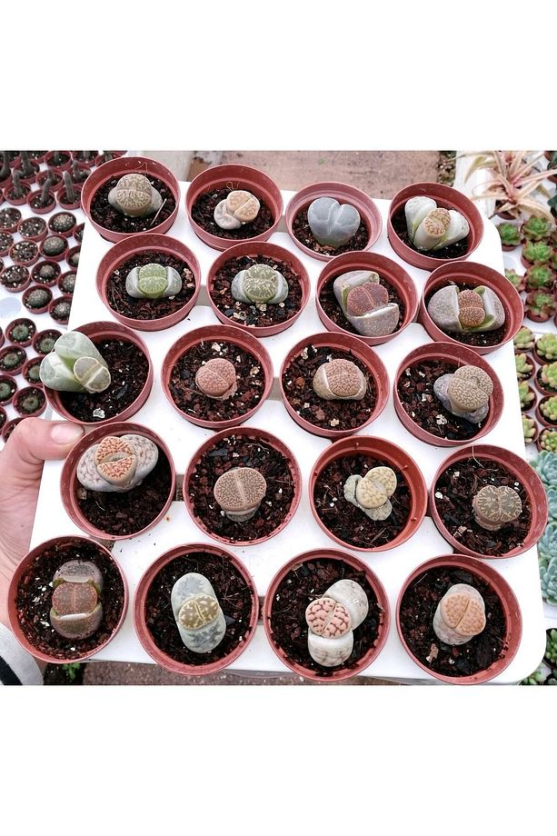 Lithops 10 Farklı Yaşayan Taş Seti. Taş Kaktüs Sukulent Mesemb - 1