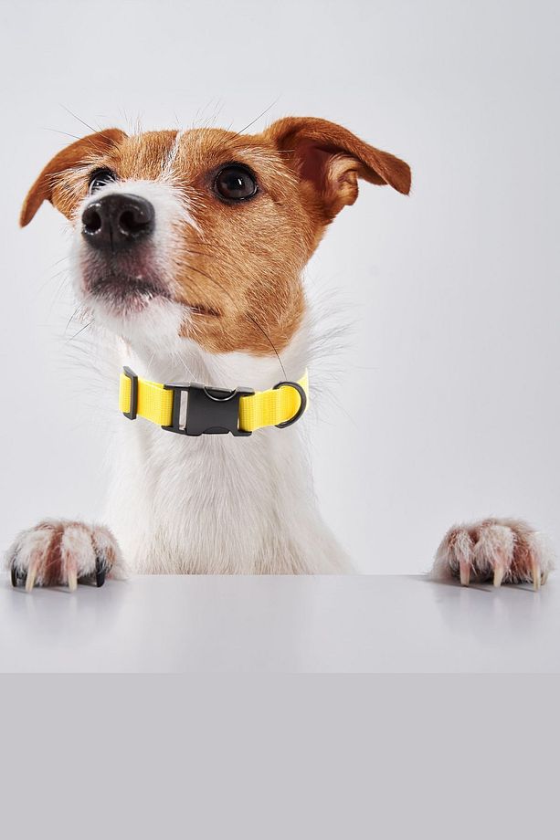 Köpek Tasması Köpek Boyun Tasması Küçük Orta Büyük Irk Köpek Boyun Tasması - 2