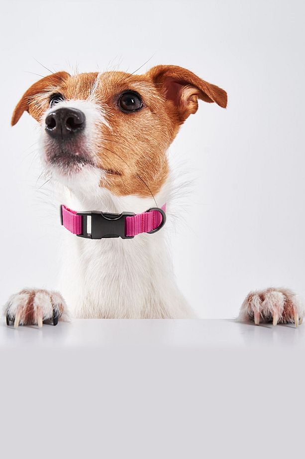 Köpek Tasması Köpek Boyun Tasması Küçük Orta Büyük Irk Köpek Boyun Tasması - 2