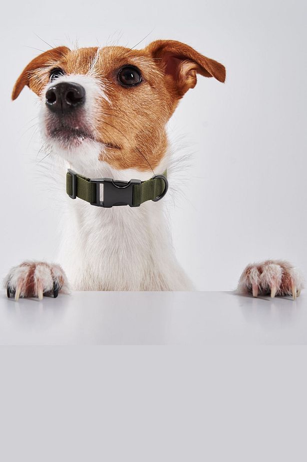Köpek Tasması Köpek Boyun Tasması Küçük Orta Büyük Irk Köpek Boyun Tasması - 2