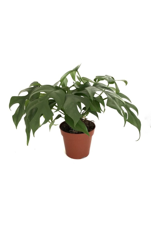 Monstera Minima - Deve Tabanı