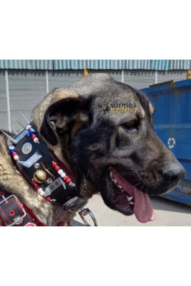 Geniş Kangal Çoban Köpek Tasması 2 Zilli Hakiki Manda Derisi - 2