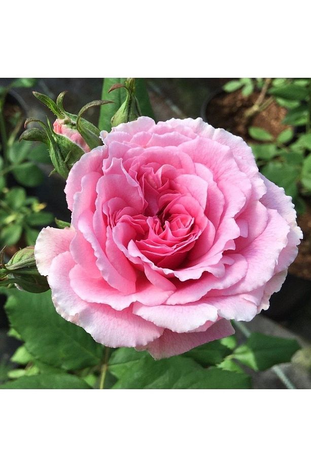 1 Adet Açık Kök Sarmaşık Gül Fidanı Isparta Gülü Rosa Rampicanti - 4