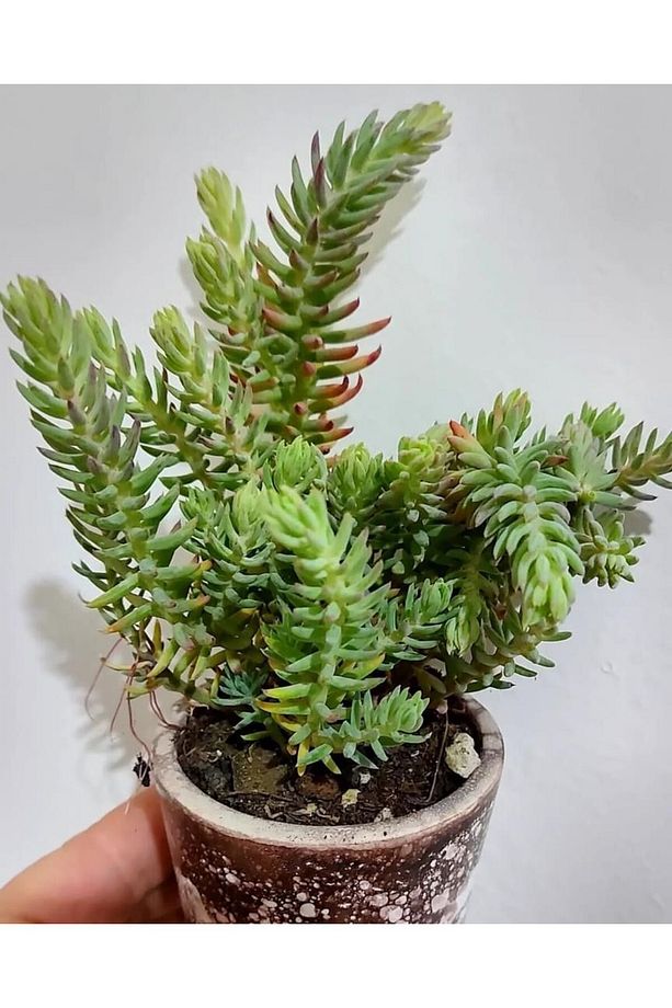 (5adet) Mavi sedum cicegi fidesi-(10-15 cm ) yer örtucu -mezar cicegi- kabir cicegi-yayilici bitki - 3