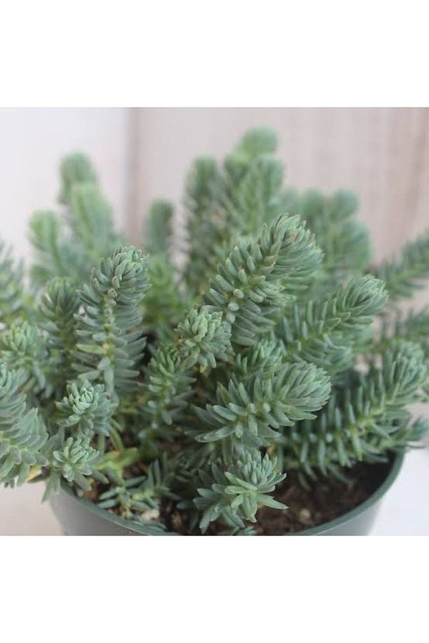 (5adet) Mavi sedum cicegi fidesi-(10-15 cm ) yer örtucu -mezar cicegi- kabir cicegi-yayilici bitki - 1