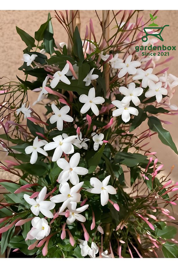 Mis Kokulu Klasik Yasemin Çiçeği 1 Adet Saksılı/Tüplü (30-60Cm) (Jasminum) - 1