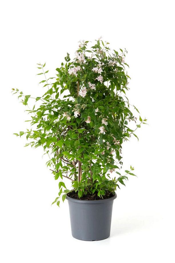 Mis Kokulu Klasik Yasemin Çiçeği 1 Adet Saksılı/Tüplü (30-60Cm) (Jasminum) - 2