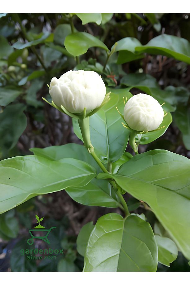 Harika Kokulu Katmerli Ful Yasemin Çiçeği 1 ADET Saksılı/Tüplü 30-60Cm - 1