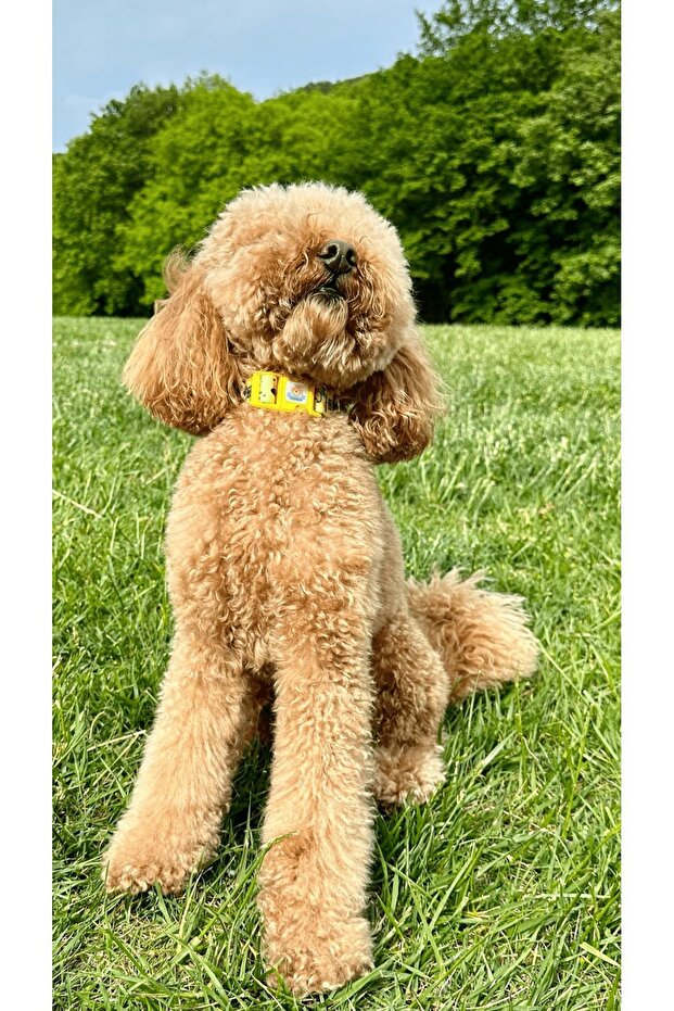 Sarı Köpekli Boyun Tasması - 3