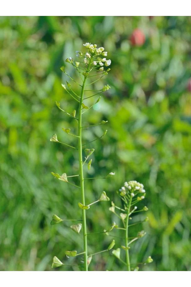 Çoban Çantası (capsella Bursa Pastoris) - (3 Adet X 25gr) - 4