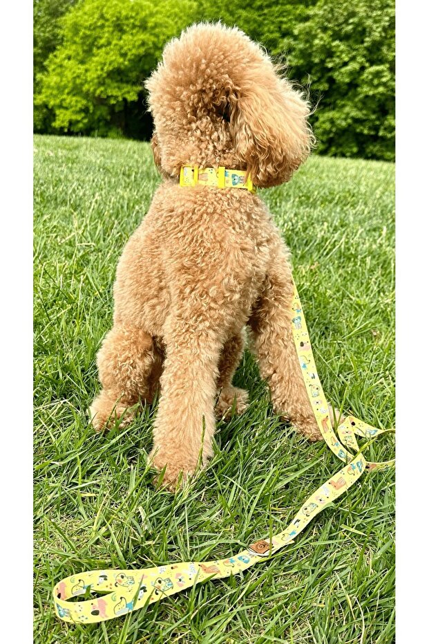 Sarı Köpekli Boyun Tasması - 5