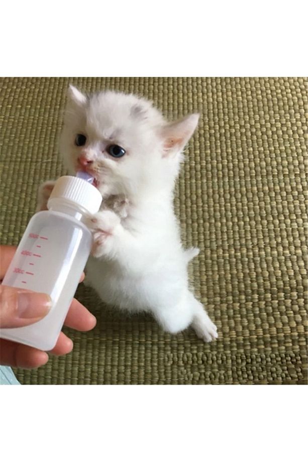 Yavru Kedi Köpek Biberonu 2 Emzikli 50 ml ( 1 Adet ) - 1