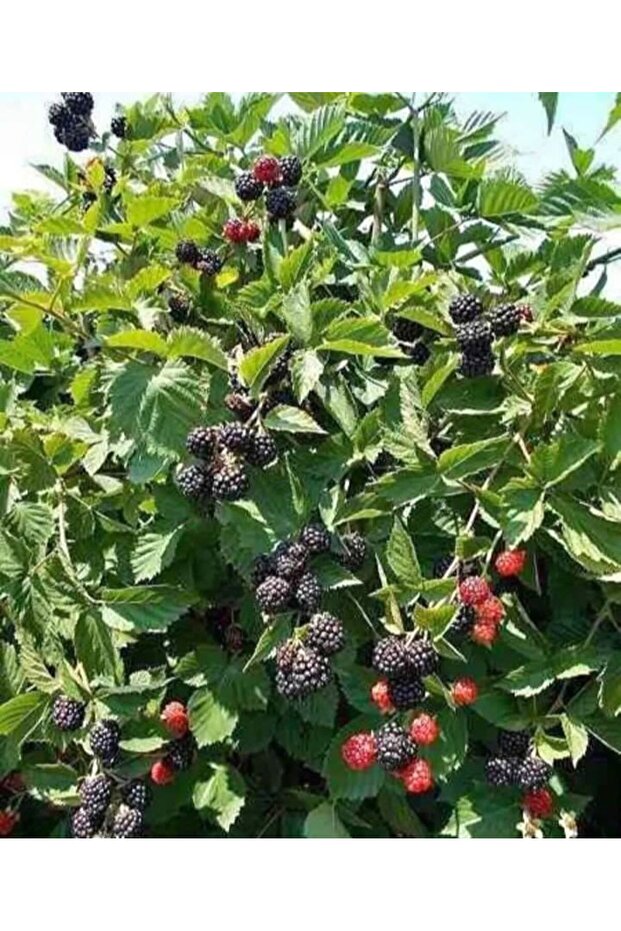 böğürtlen fidanı - 1