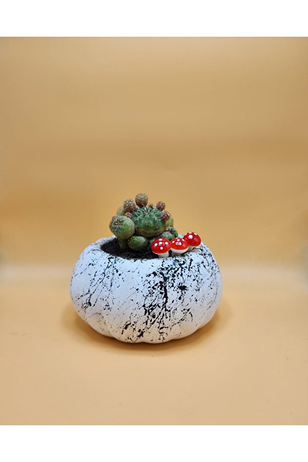 Balkabağı Saksı - 1