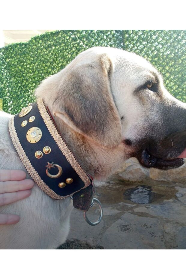 Kangal Dog Collar Genuine Leather Wide