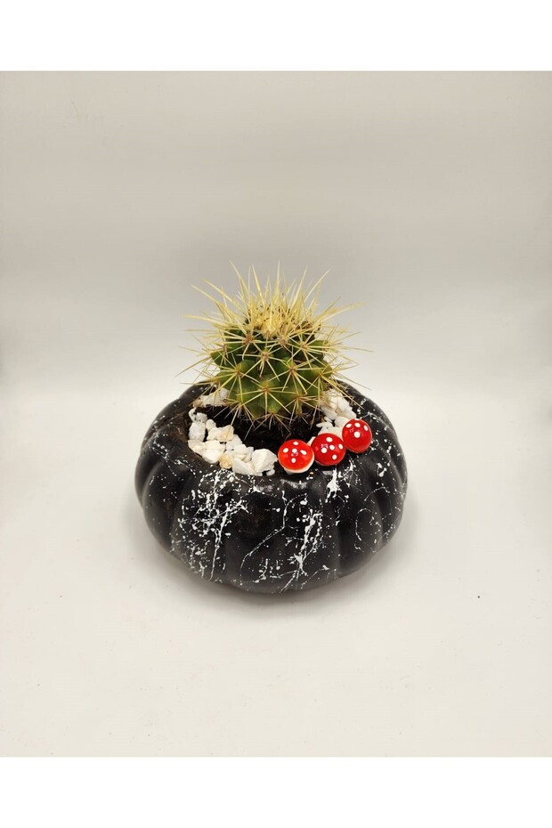 Balkabağı Saksı - 2