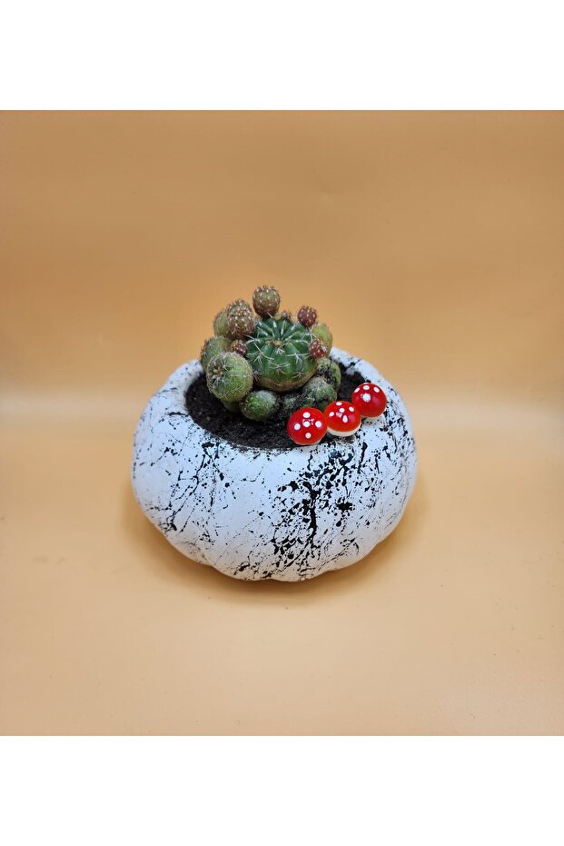 Balkabağı Saksı - 2