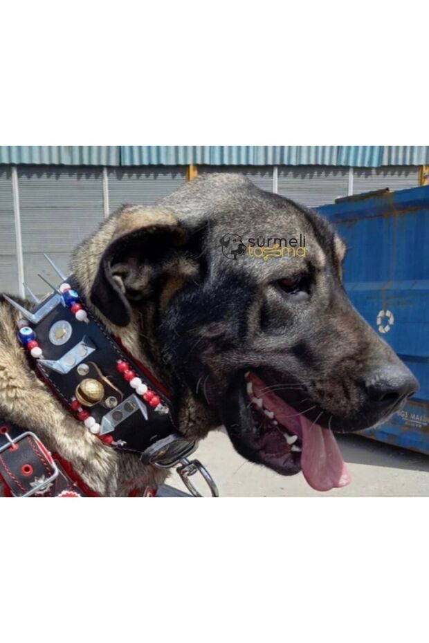 Kangal Köpek Tasması Çoban 2 Zilli Hakiki Manda Derisi - 5