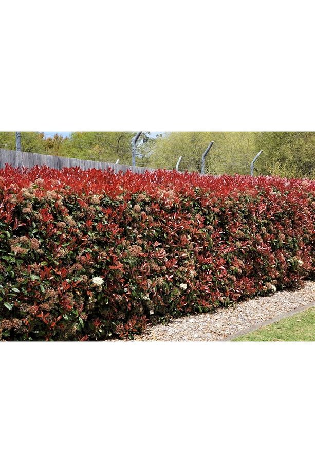 Alev Çalısı 25 Adet 30~40cm Photinia Red Robin - 3