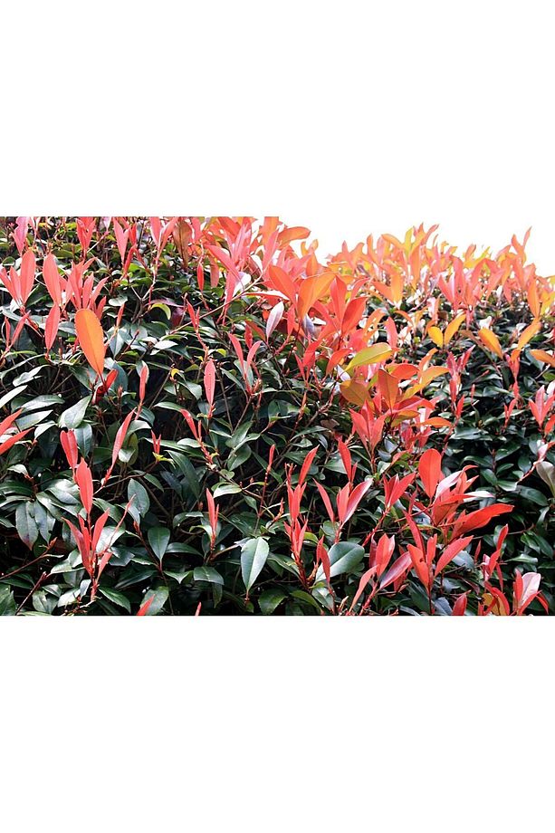 Alev Çalısı 10adet 30~40cm Photinia Red Robin - 4