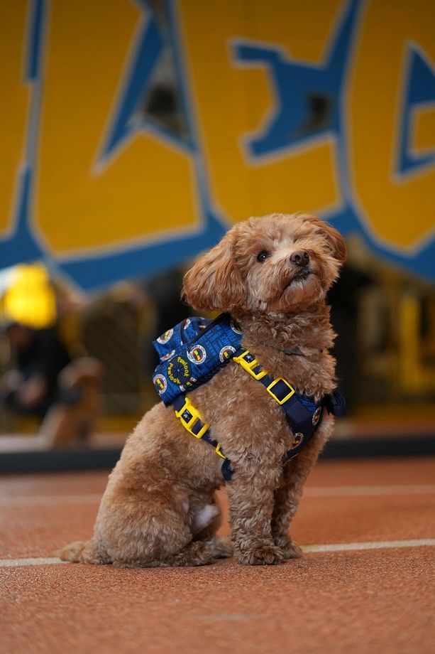 , Fenerbahçe Lisanslı, Köpek Goğüs Tasması, Çantalı Köpek Tasması, Köpek Tasması - 2