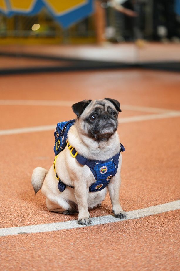 , Fenerbahçe Lisanslı, Köpek Goğüs Tasması, Çantalı Köpek Tasması, Köpek Tasması - 3