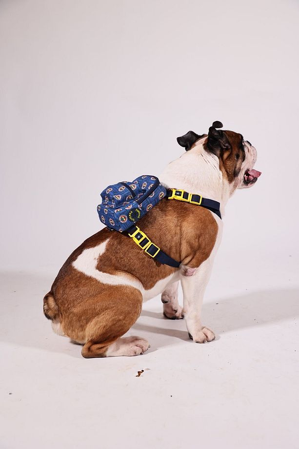 , Fenerbahçe Lisanslı, Köpek Goğüs Tasması, Çantalı Köpek Tasması, Köpek Tasması - 4