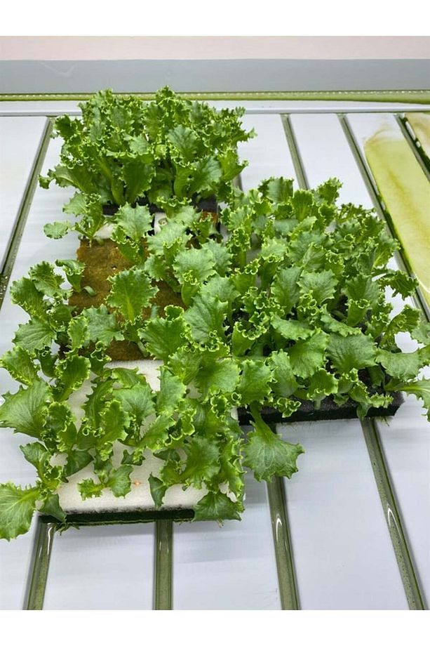 Hidroponik Fide Yetiştirme Seti - 2