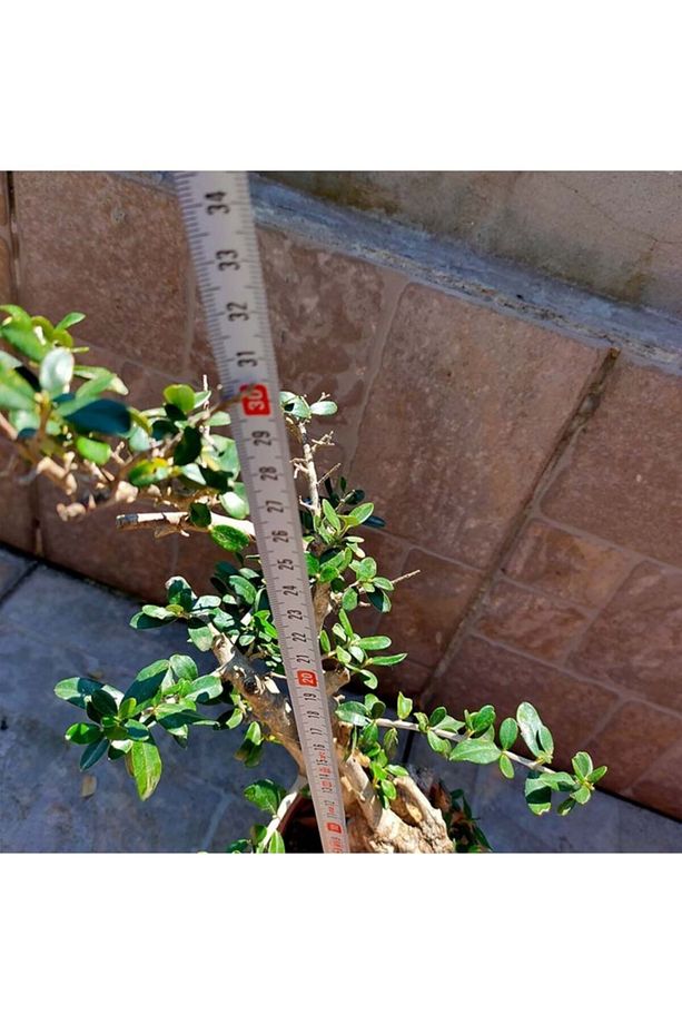 Delice Zeytin Bonsai Adayı 1 Zeytin Fide - 6