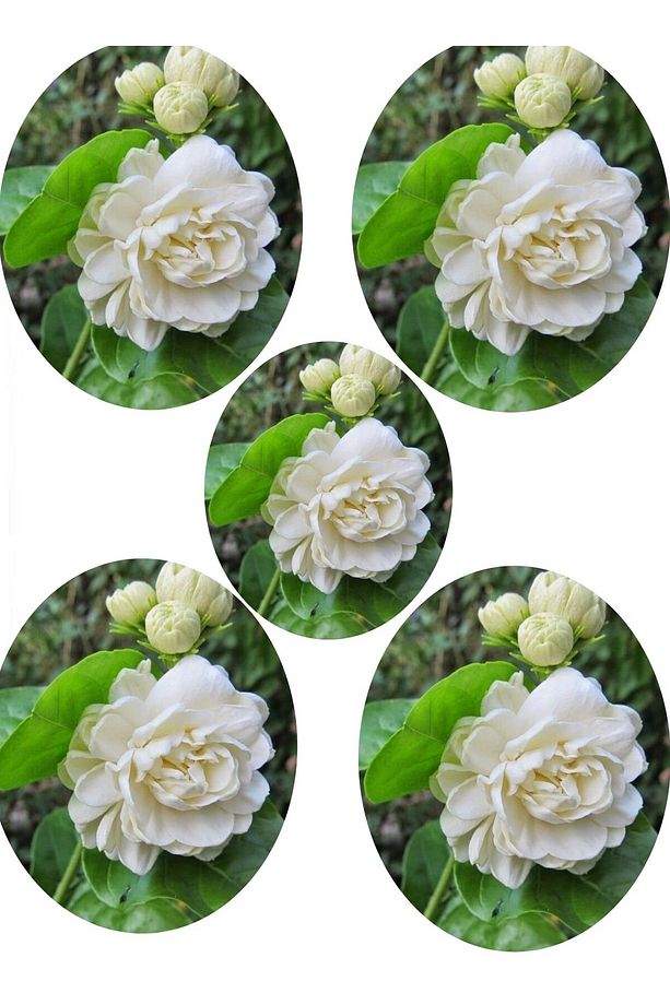 Videolu Katmerli Full Yasemin Çiçeği Fidanı 30-70 Cm 5 Adet Saksılı/tüplü (JASMİNE FLOWER) - 1