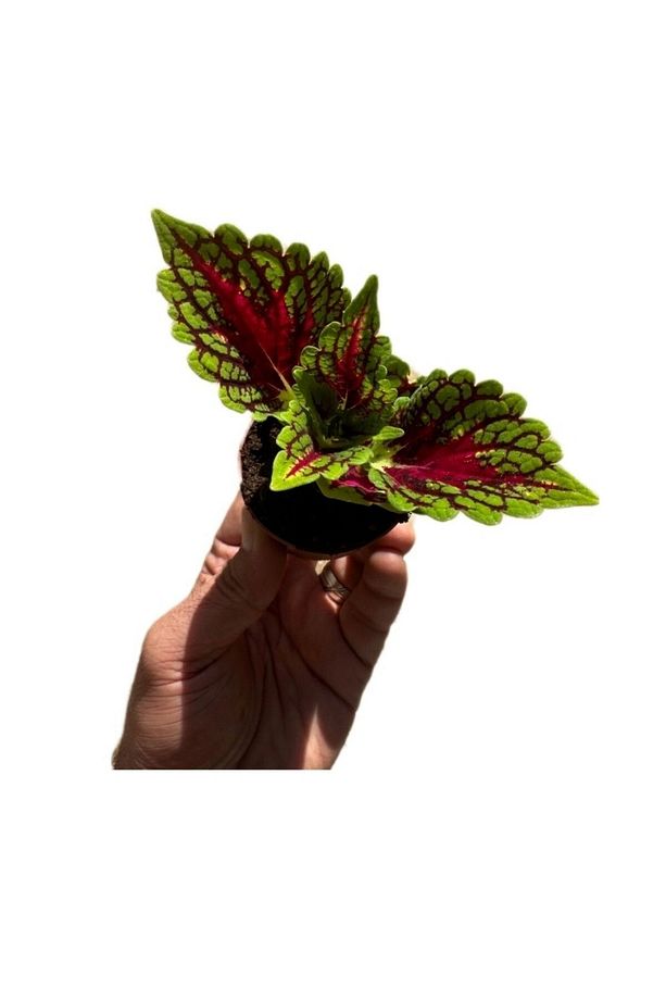 Yaprak güzeli yaprağı güzel çiçeği (kolyos) minik 5-10cm no;1 - 3