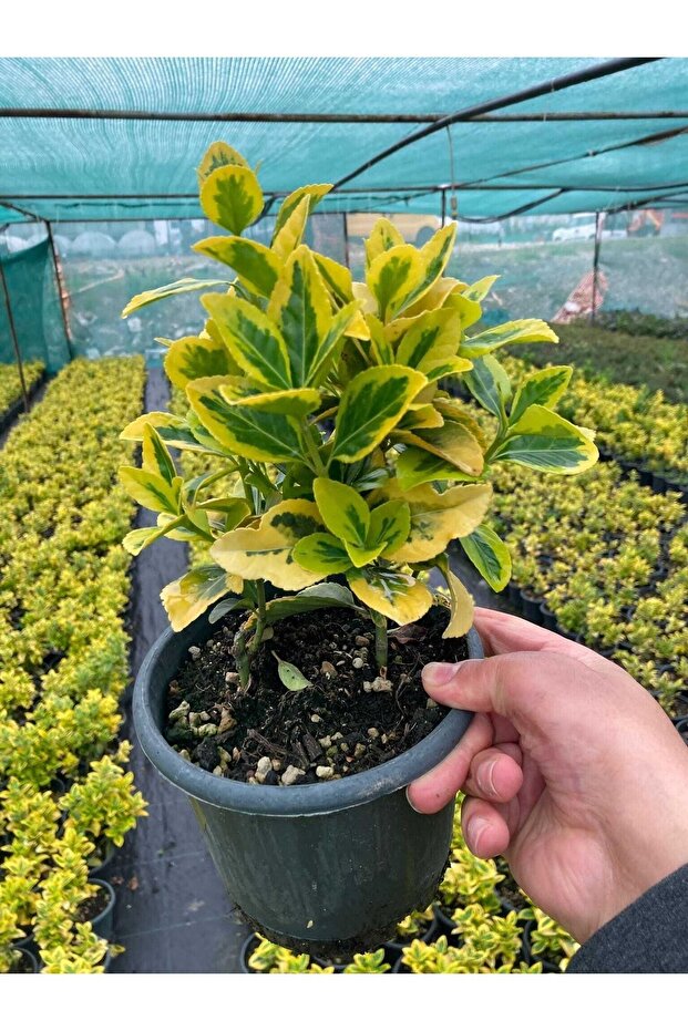 Altuni Gold Taflan - 1